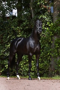 Dream Boy - Dressage Stallion